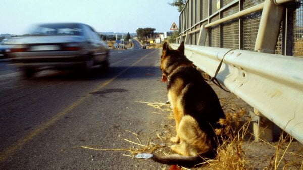 Abandono de animais na Itália