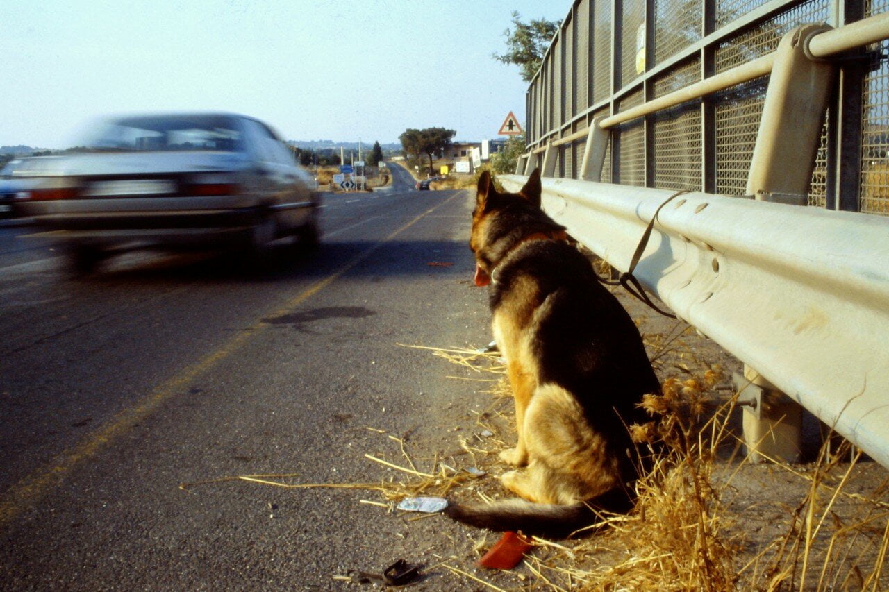 Abandono de animais na Itália