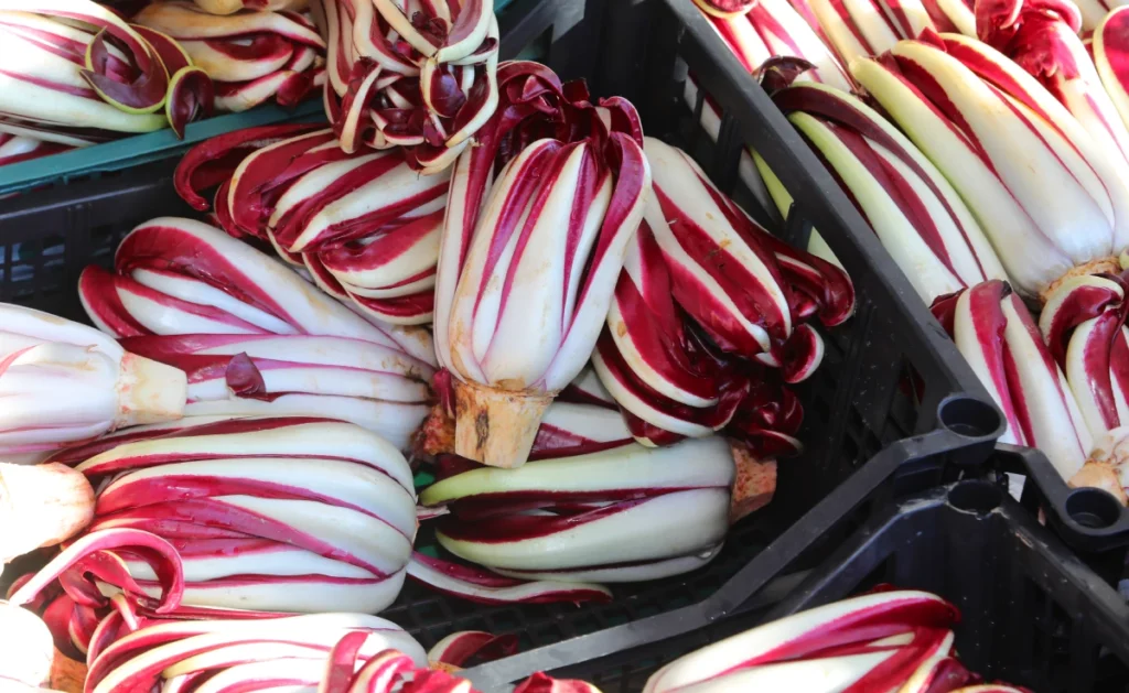 Treviso é a terra do desejado o Radicchio Tardivo, um tipo de chicória, com alto valor comercial | Foto: Depositphotos 