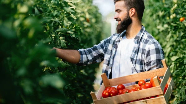 Projeto ‘Meu Tomatì será apresentado durante o evento.