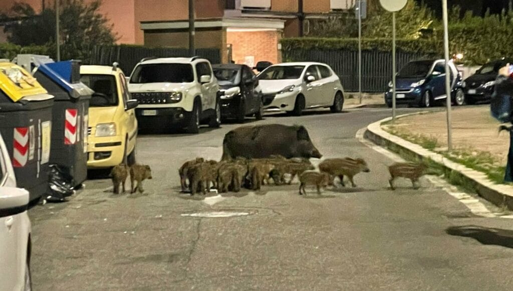 Em Roma, é comum avistar javalis fuçando nos lixos | Foto: La Repubblica