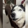 Cachorro viraliza no TikTok por latir com “sotaque italiano” | Foto: Reprodução / TikTok