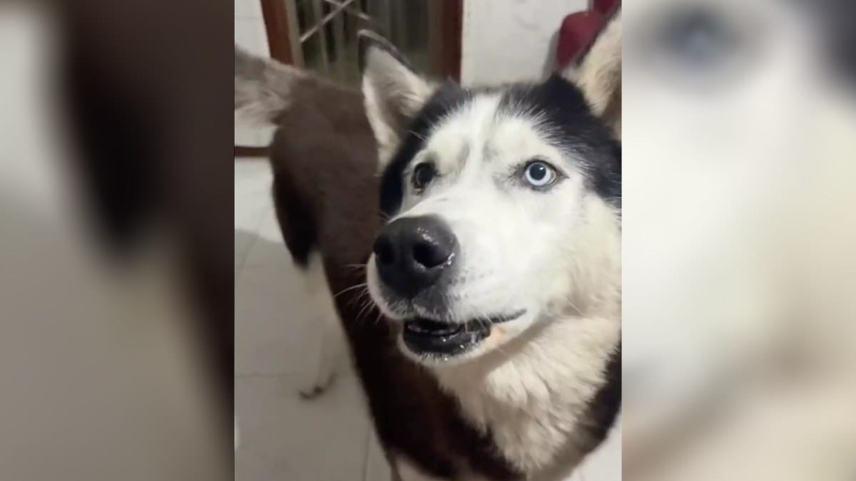 Cachorro viraliza no TikTok por latir com “sotaque italiano” | Foto: Reprodução / TikTok